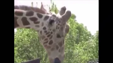 Giraffe Deepthroats pole