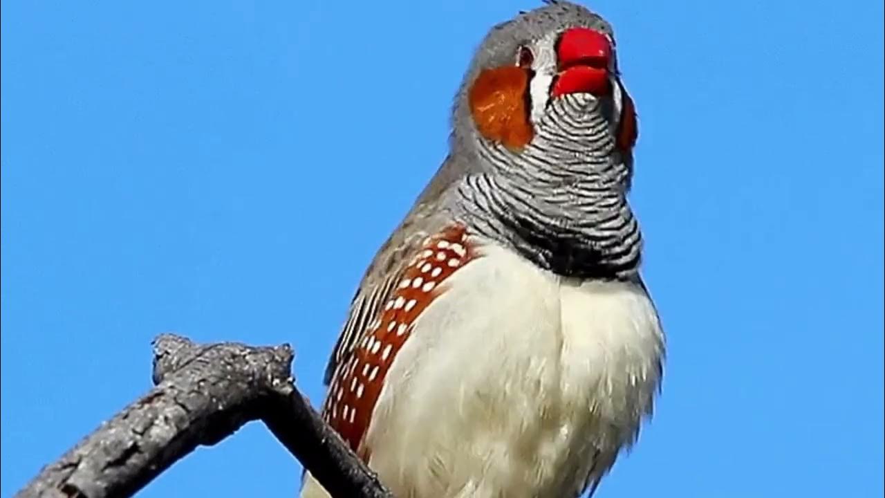 Zebra finch sound - YouTube