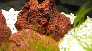 Pregnant sulawesi yellow nose shrimp