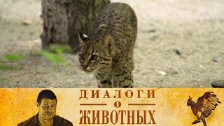 Новосибирский зоопарк. 13-я серия // Диалоги о животных @SMOTRIM_KULTURA
