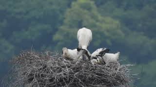 鳴門コウノトリ 2024/05/15 撮影 成長記録 徳島県鳴門市