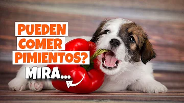 ¿Por qué los perros no pueden comer pimientos?