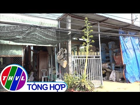 Video: Cây Dứa Ra Hoa - Cách Trồng Các Giống Dứa Bromeliad Trong Nhà