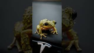Would You Save the Frog… or the $2M Real Estate Deal?