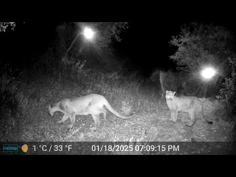 San Diego Wildlife Compilation -2025 (Mountain lions and more....)