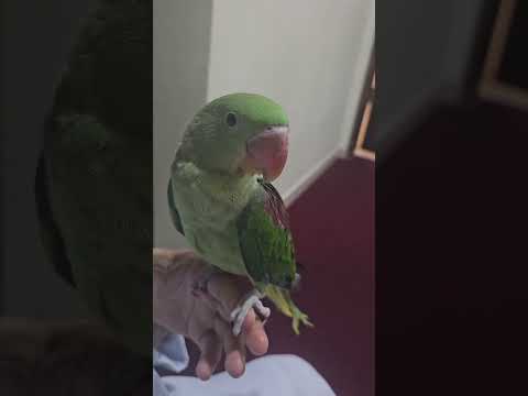 البيع فرخ غر نيبالي حجم جامبو شرط صحه وانظفه بدون ملحقاتا ضاحم والقطيف ١١٠٠ رقم الجوال ٠٥٧٨٠٢١١٨٣