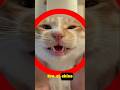 “El espejo lo expuso TODO 😳🐱”#viral #parati #fyp #gato #gracioso #plotwist #video #tendencia #humor