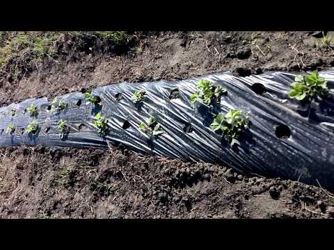 Сорт клубники ЧАМОРА