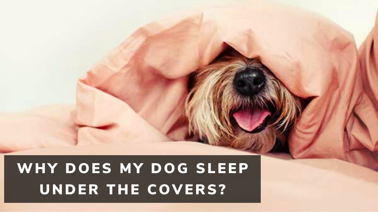 is it safe for a dog to sleep under the covers