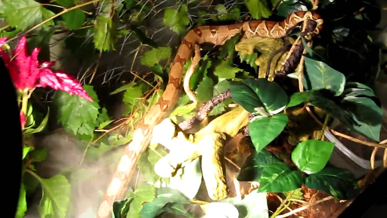 Red Tail Boa and Reticulated Python - YouTube