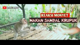 BIKIN NGAKAK II REAKSI MONYET MAKAN SAMBAL KRUPUK