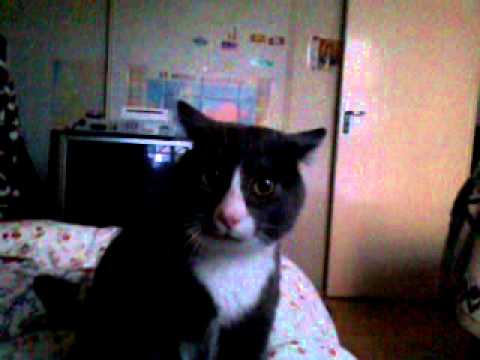 Chat Qui Ronronne Tres Fort Youtube Chat Qui Ronronne Tres Fort Youtube