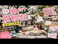 日本神户赏樱花大家直接坐地上吃吃喝喝,原來動漫沒有騙人