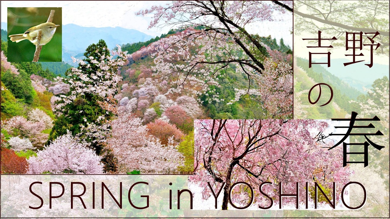 吉野の春 / Cherry Blossoms at Mt. Yoshino ［2026 REMAKED］