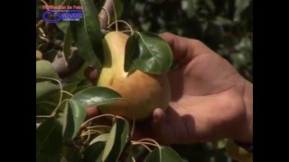 Expérience Grander dans l'agriculture (Maroc)