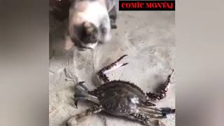 Kedi Ile Yengeç Kavgası Komik Video