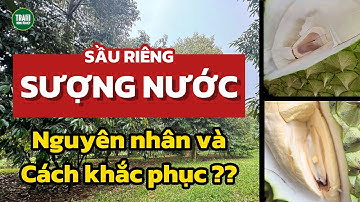 Sầu riêng bị sượng nước phải làm sao? Nguyên nhân và cách khắc phục? | Trạm Nông Nghiệp