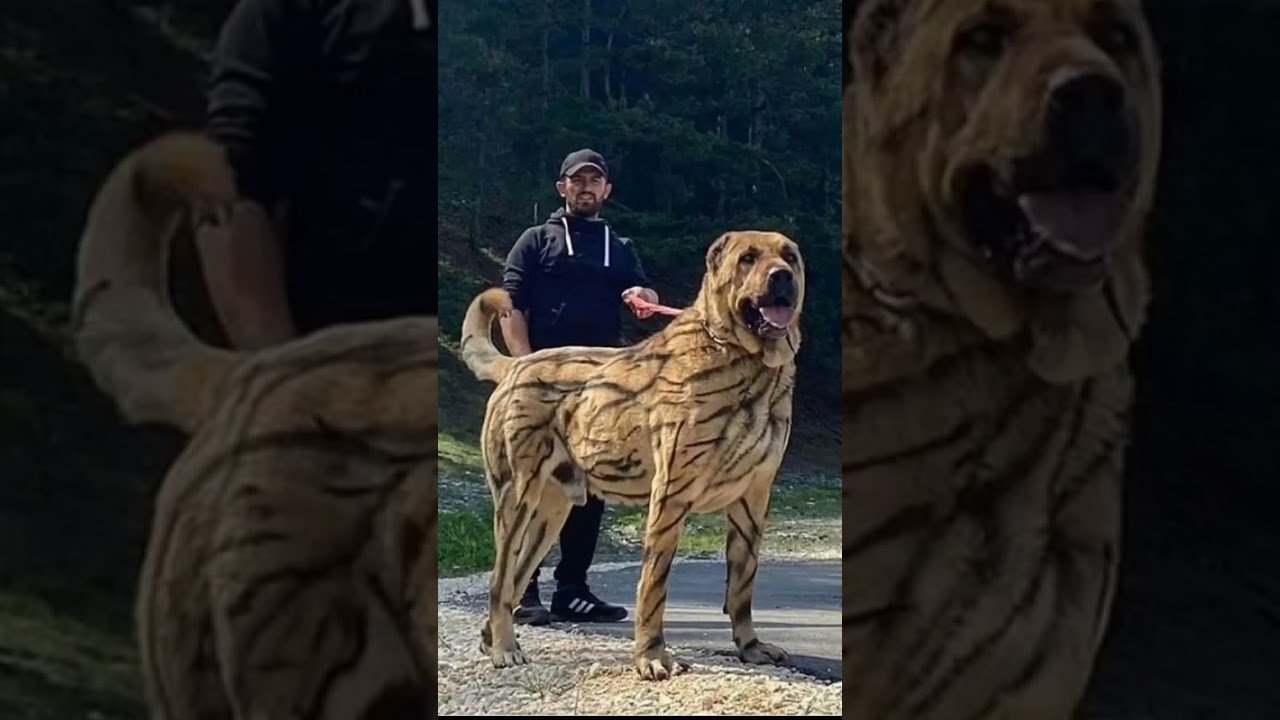 Huge Size Dog Breed in The World 👹 