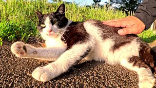 ハチワレ猫と三毛猫が広々とした公園で眩しい夕陽を浴びる