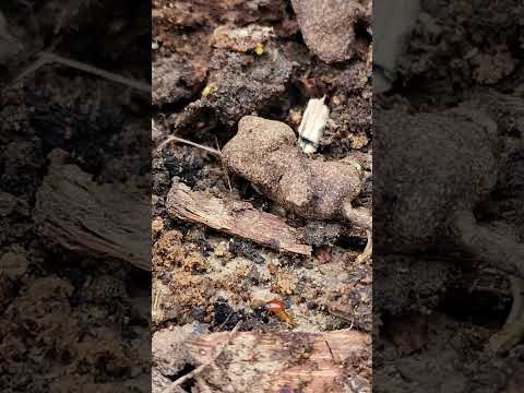 Termites