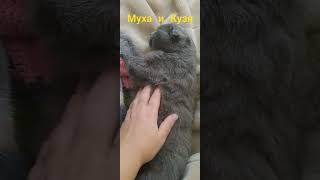 Я заболела, Кузя не отходит #cat #приколыскотами #кот #кузя #смешныекоты
