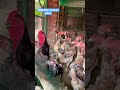 Breeder Shamo Hens Youtubeshorts Shortvideo Aseelmurga Shorts Shamo Breeder Shamo Hens Youtubeshorts Shortvideo Aseelmurga Shorts Shamo