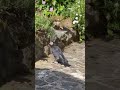 Russel the crow is certainly coming on