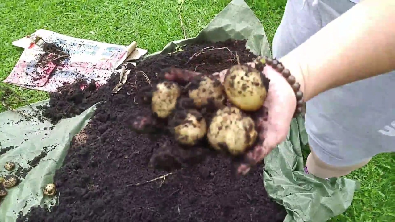 Potato Harvest from Containers 2 (2017) Superior Variety YouTube