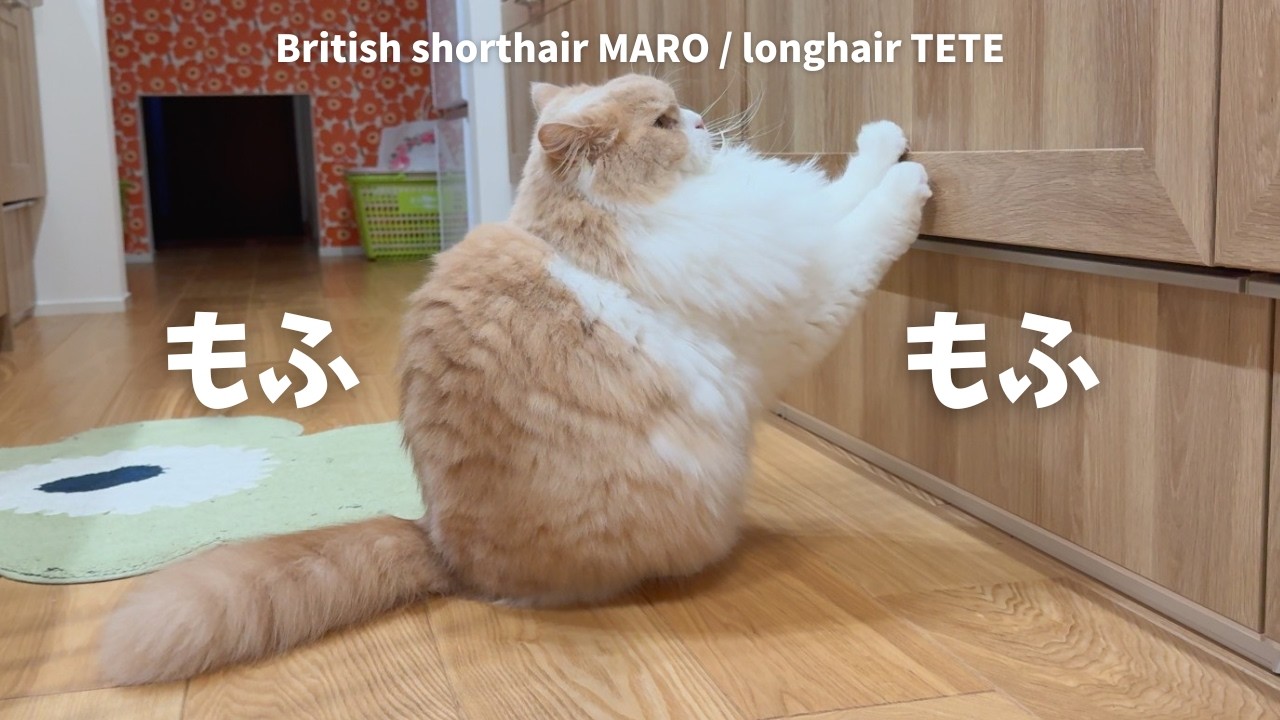 もふもふ猫たちともふもふ充な一日 【ブリティッシュロングヘア】【ブリティッシュショートヘア】