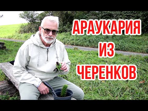 Раскрываю секреты укоренения
