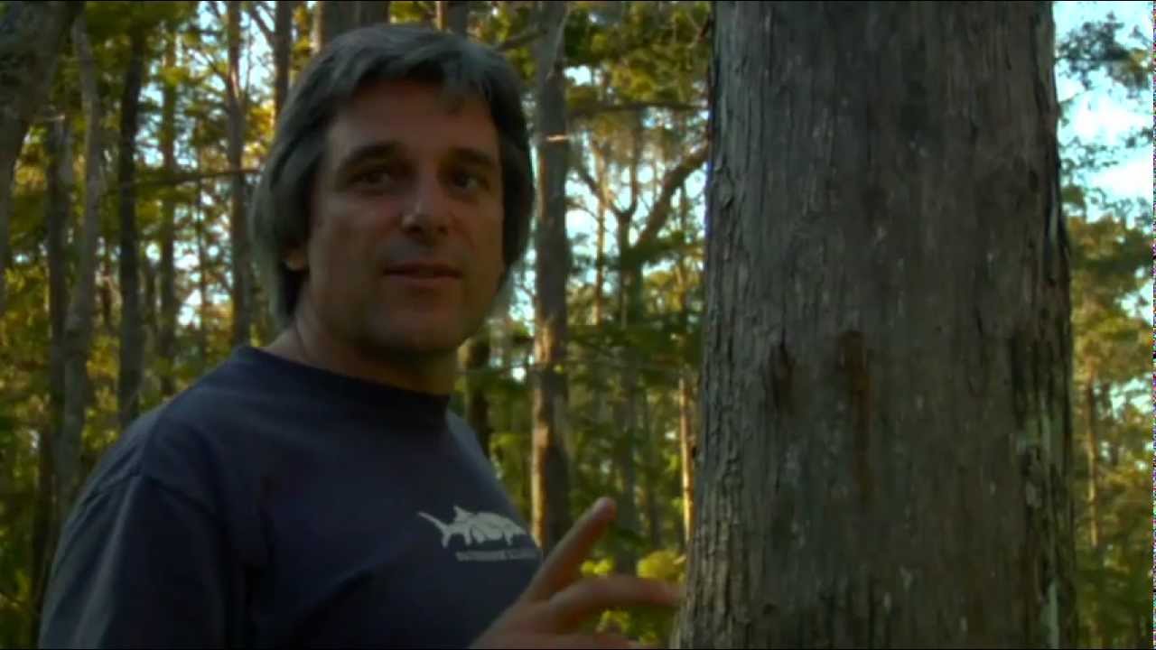 'The Basinkeeper and The Band' featuring Trees on Fire 'The Basinkeeper and The Band' featuring Trees on Fire