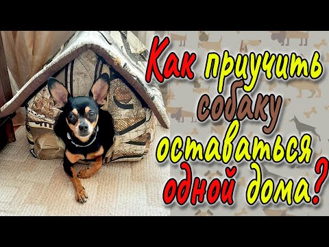 Видео: Как научить таксу оставаться