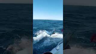 STRIPED MARLIN ATTACKS CAMERAMAN!!!