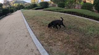 We Can Count On Our Staffordshire Bull Terrier To Entertain Us