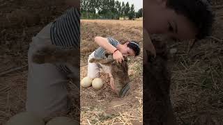 🪸😱🧞 rabbit is also called the lop-eared rabbit. It is huge in size and mainly feeds on grass, 😱🎉