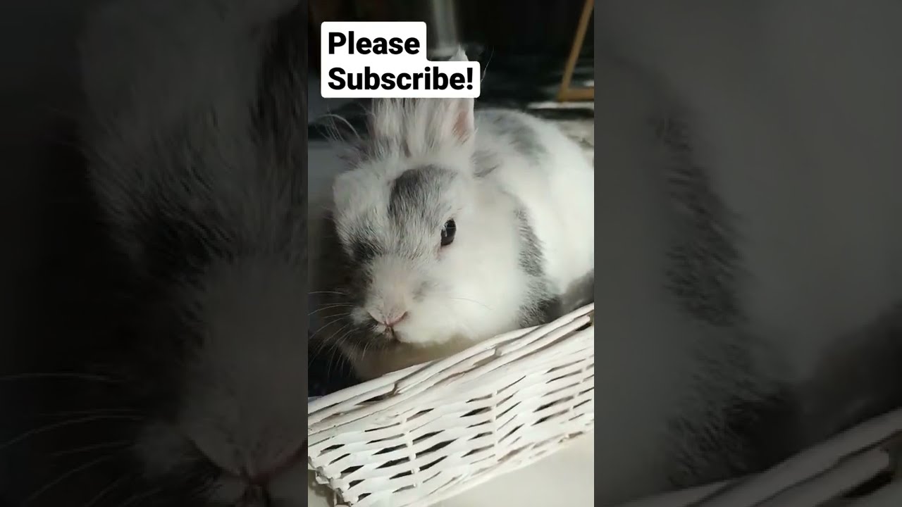 Please Subscribe Adorable Bunny Black White 6 Years Old Rabbit Shannon From Irish Eyes 