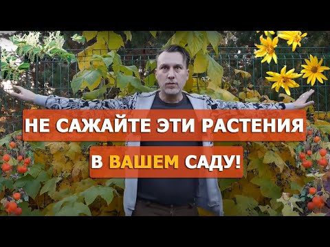 Растения агрессоры: рейнутрия, физалис, топинамбур, малина душистая