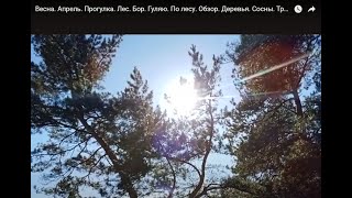 Весна. Апрель. Прогулка. Лес. Бор. Гуляю. По лесу. Обзор. Деревья. Сосны. Травы. Хорошая погода. Вид