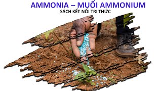 [HÓA 11] Bài 5: Ammonia - Muối Ammonium (Sách Kết Nối Tri Thức)