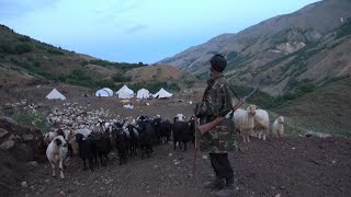 High up in Turkish valleys, Afghan shepherds dream of home | AFP