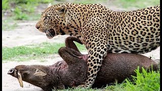 Animals Attack -  Leopard Pulls Warthog out of Cave and Eats