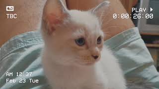 Looking Sad Little Kitten | Rhambouy by Rhambouy 6,063 views 3 years ago 56 seconds