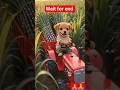 “Chhote Kisan Ki Kahani 🐶🚜” #shorts #trending #viral #ai