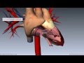 Heart Anatomy - Right Ventricle - 3D Anatomy Tutorial