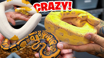 The Future Of Ball Pythons At Aep !