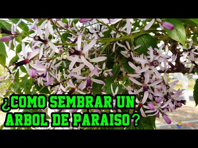 Cómo sembrar un árbol de Paraíso (Melia azedarach)? Cultivo del paraíso...  - YouTube