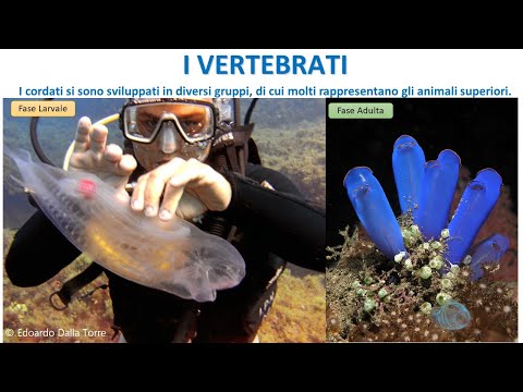 Video: Nei vertebrati la notocorda embrionale viene infine sostituita dalla?