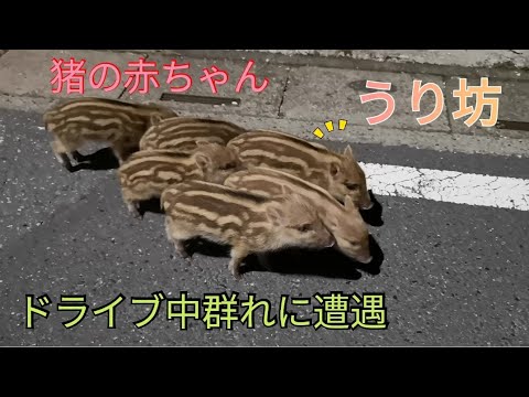 激カワ注意 野生の うり坊 夜のお散歩中に遭遇 無邪気さに癒される Encounter A Baby Baby Healed By A Lot Of Cuteness Youtube