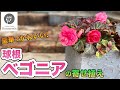 【秋の寄せ植え】ベゴニアで作る豪華な寄せ植え　#54