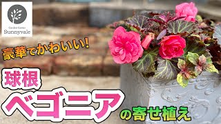 【秋の寄せ植え】ベゴニアで作る豪華な寄せ植え　#54